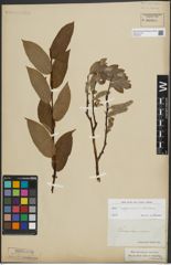 Foto von Salix lapponum L. x Salix silesiaca Willd.